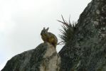 PICTURES/Machu Picchu - Animals - Us and Others/t_Chinchilla1.JPG
